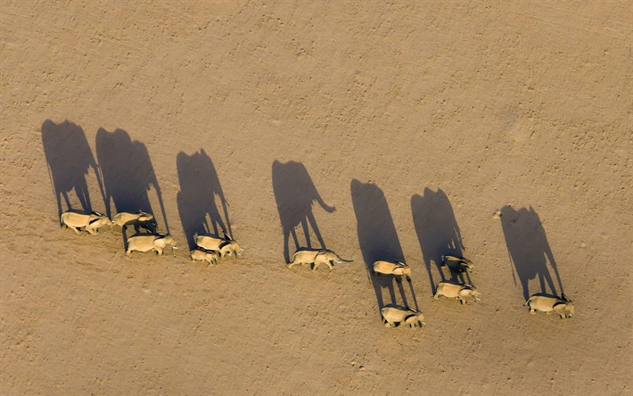 los elefantes, la familia, la vida silvestre, Namibia, &#193;frica, Damaraland