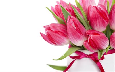 tulipani rosa, fiori di primavera, bouquet di fiori rosa, tulipani su sfondo bianco