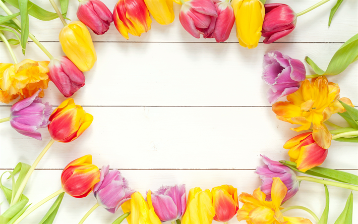 チューリップ, 花フレーム, 木白背景, フレームのチューリップ, 黄色のチューリップ, 春の花