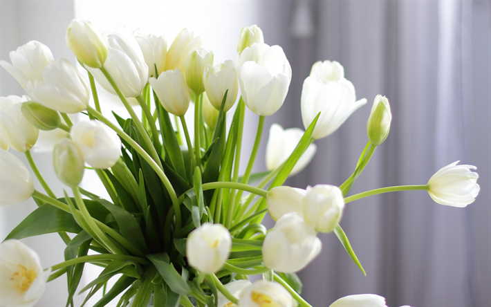 tulipani bianchi, bouquet di tulipani, fiori primaverili, tulipani, bouquet di tulipani bianchi, sfondo con tulipani, bellissimi fiori bianchi