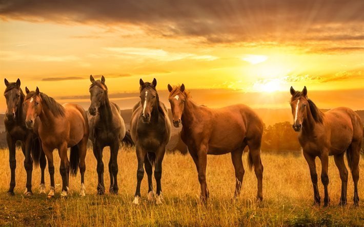 Troupeau de chevaux, coucher de soleil, de beaux chevaux