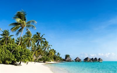 Maldive, paradiso, spiaggia, oceano, palme, estate