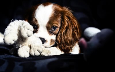 Cavalier King Charles Spaniel, puppy, pets, dogs, cute animals, toy, Cavalier King Charles Spaniel Dog