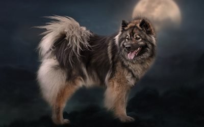 Eurasier, Eurasian dog, furry domestic dog, pets, German dog breeds