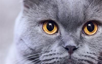 O Gato Azul Russo, gato cinzento, animais de estima&#231;&#227;o, focinho, os gatos dom&#233;sticos, Russo Azul, gatos