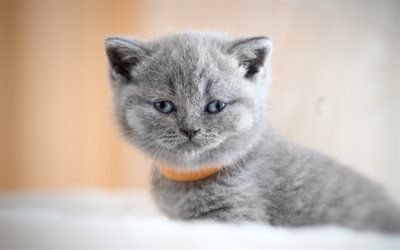 イギリスShorthair猫, 子猫, マズル, 国内猫, 猫, 灰色猫, 青い眼, かわいい動物たち, イギリスShorthair