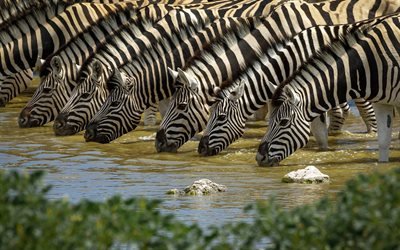 zebra, de la faune, de la rivi&#232;re, de l&#39;arrosage, de l&#39;Afrique, ray&#233; des animaux