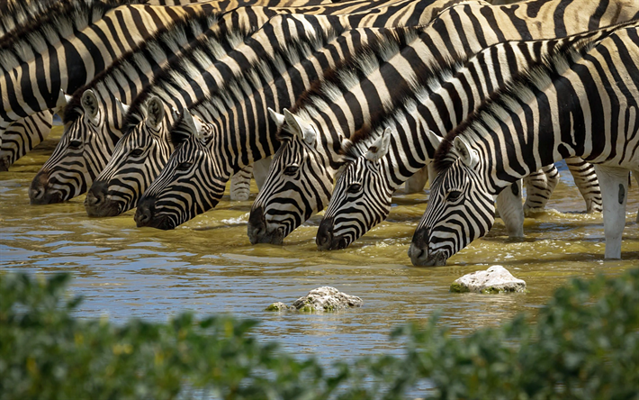 zebra, wildlife, fluss, wasserstelle, afrika, gestreifte tiere