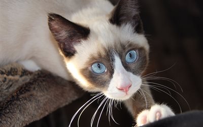 Siamois, 4k, le museau, les animaux de compagnie, les yeux bleus, mignon, animaux, chats, Chat Siamois