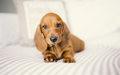 dachshund, small puppy, pets, brown small dog, cute animals, brown puppy