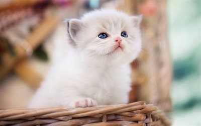 Ragdoll, little fluffy kitten, cute animals, pets, bokeh, blue eyes, kittens, breed of half-long-haired cats