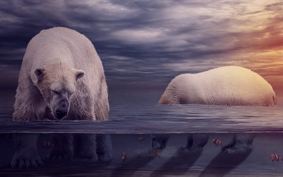 polar bears, 4k, wildlife, sea, fishing, bears, Ursus maritimus