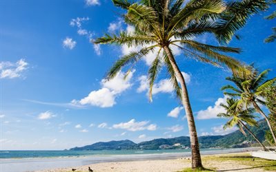 palmen, tropischen insel, strand, meer, sommer, reise, blauer himmel