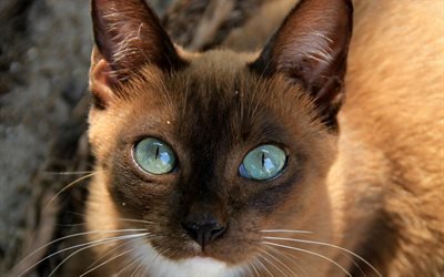 L&#39;avana Gatto Marrone, muso, gatto domestico, gatto, occhi azzurri, carino animali, Avana