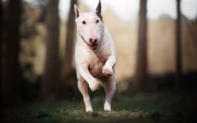 Bull Terrier, perro blanco, la nariz afilada, mascotas, salto del perro, de pelo corto razas de perros