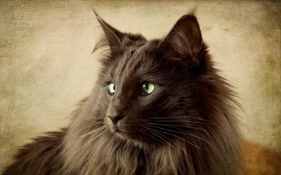 Nebelung Gato, fofo gato, animais de estima&#231;&#227;o, gato cinzento, os gatos dom&#233;sticos, Nebelung, gatos
