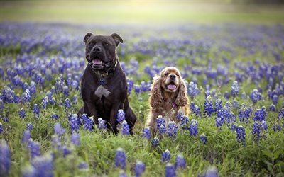 American Staffordshire Terrier, Cocker Spaniel, Friendship concepts, field, dogs, green country, American breeds of dogs