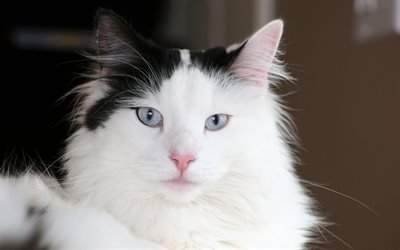 Gatto delle Foreste norvegesi, muso simpatico gatto, animali, gatti domestici, gatti, Felis catus, bianco