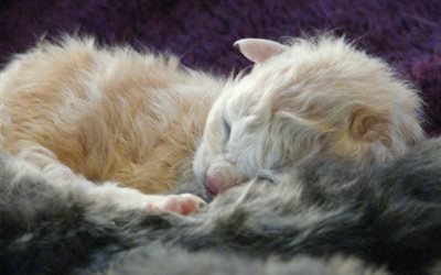 LaPerms猫, 子猫, 猫巻き, 国内猫, 眠り猫, 猫, かわいい動物たち, LaPerms