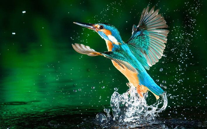Kingfisher, sj&#246;n, makro, exotiska f&#229;glar, vilda djur, sm&#229; f&#229;glar, Alcedinidae