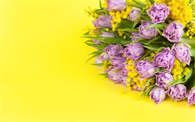 roxo tulipas, fundo amarelo, belas flores roxas, tulipas em um fundo amarelo, mimosa, tulipas