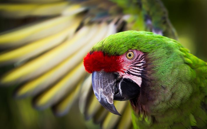 Grand ara vert, bokeh, grand militaire ara, ara vert, vert magnifique oiseau, des oiseaux exotiques, des ara, des perroquets, perroquet vert