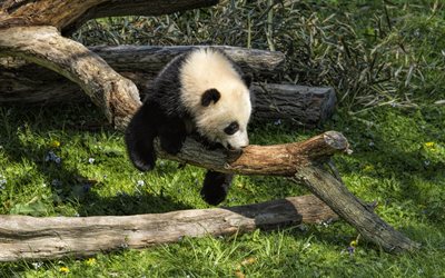 kleine panda, der niedliche kleine b&#228;r, teddyb&#228;r, panda, wildlife, wildtiere
