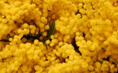 mimoza ile mimoza, sarı &#231;i&#231;ek arka plan, bahar &#231;i&#231;ekleri, sarı &#231;i&#231;ekler, arka plan
