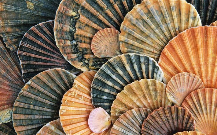conchas textura, conchas de mar azul, naranja conchas de mar, conchas, textura, fondo con conchas