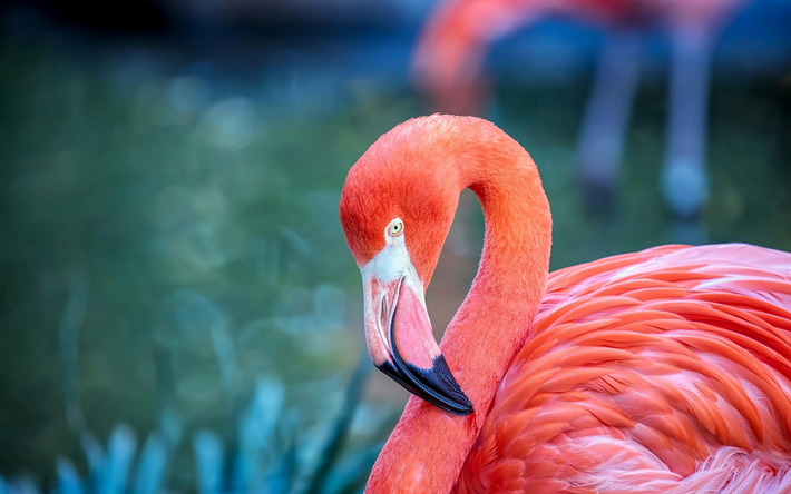 cor-de-rosa flamingo, belo p&#225;ssaro rosa, lago, a vida selvagem, flamingo