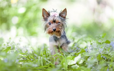 Yorkie, dogs, lawn, Yorkshire Terrier, green grass, cute dog, cute animals, pets, Yorkshire Terrier Dog