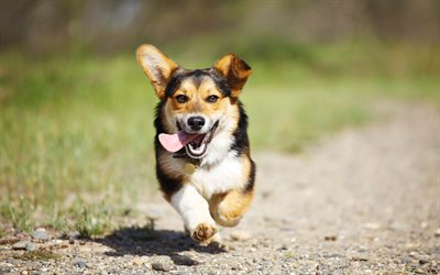 Welsh Corgi Cane, cane che corre, animali domestici, cani, Pembroke Welsh Corgi, un simpatico cane, Welsh Corgi, Corgi