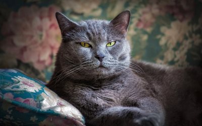 イギリスshorthair猫, 緑色の瞳を, ソファー, かわいい動物たち, ペット, 灰色猫, 猫の繁殖