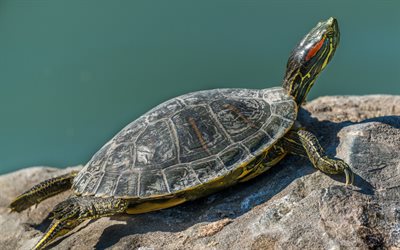 beautiful green turtle, lake, wildlife, freshwater turtles