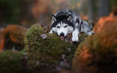 husky, piccolo cucciolo, animali, pietre, foresta