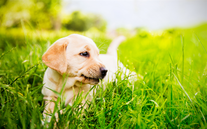 4k, Golden Retriever, c&#233;sped, labradores, cachorro, perros, mascotas, perros lindos, la hierba verde, peque&#241;o labrador, el Golden Retriever Perros labrador en la hierba
