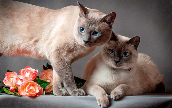 Siamese cat, animais fofos, animais de estima&#231;&#227;o, brown gatos, de p&#234;lo curto ra&#231;as de gatos, olhos azuis, gatos