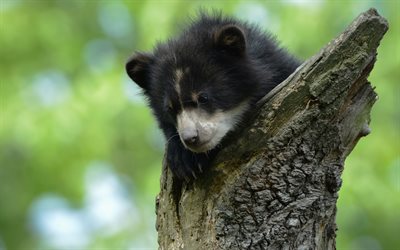 small black bear cub, baribal, wildlife, bears, cute animals