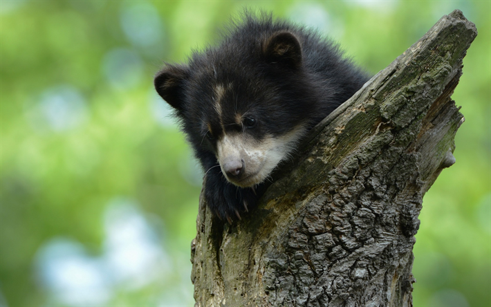 ダウンロード画像 黒小熊の子 Baribal 野生動物 熊 かわいい動物たち フリー のピクチャを無料デスクトップの壁紙