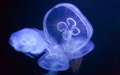 blue jellyfish, underwater world, depth, ocean, luminous jellyfish, Medusozoa