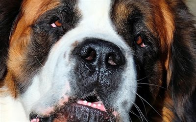 Saint Bernard, close-up, pets, dogs, cute animals, Saint Bernard Dog