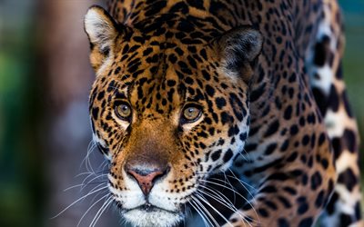 leopard, muzzle, wild cat, predator, green eyes, wildlife, dangerous animals
