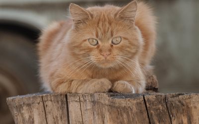 ginger fluffy cat, British short-haired cat, pets, domestic cat, breeds of cats