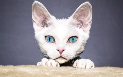 white cat, muzzle, green eyes, pets, cute animals, domestic cats