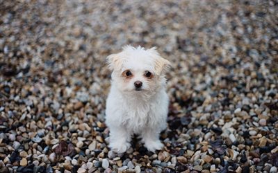 Maltese dog, white small dog, puppy, cute animals, pebble, coast, beach, stones, Bichon