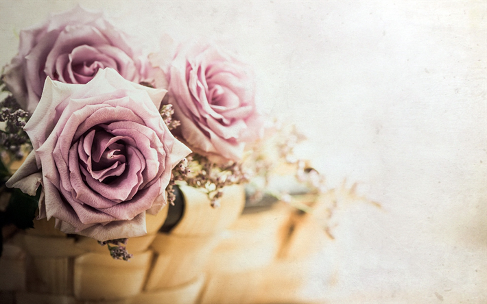 rosa rosor, retro blommig bakgrund, rosenknoppar, vackra lila blommor, rosor
