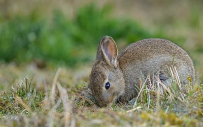 piccolo coniglio grigio, simpatici animali, verde, erba, fattoria, conigli