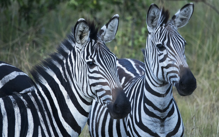 zebror, vilda djur, randiga h&#228;star, Afrika, vackra djur