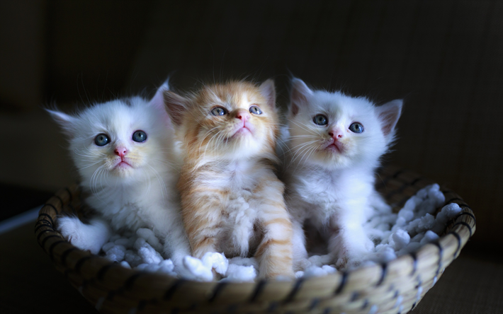 ダウンロード画像 小さな子猫のふわふわ かわいい動物たち