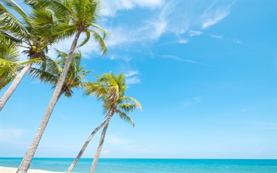 tropical island, palms, beach, ocean, summer, wind, azure lagoon, summer travels